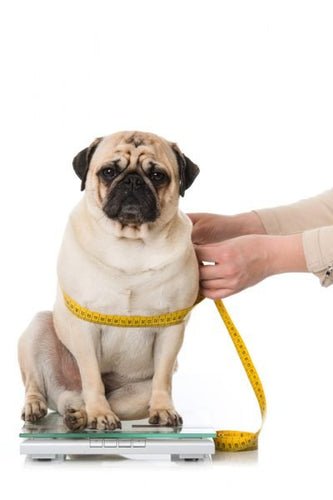 pet obesity statistics