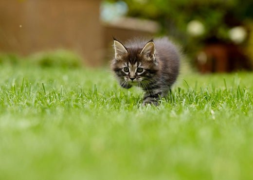 bringing home a kitten