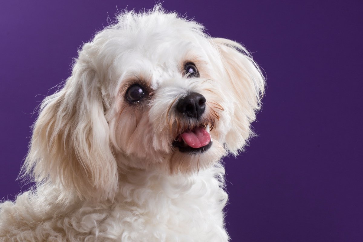 Cavachon Breed guide 