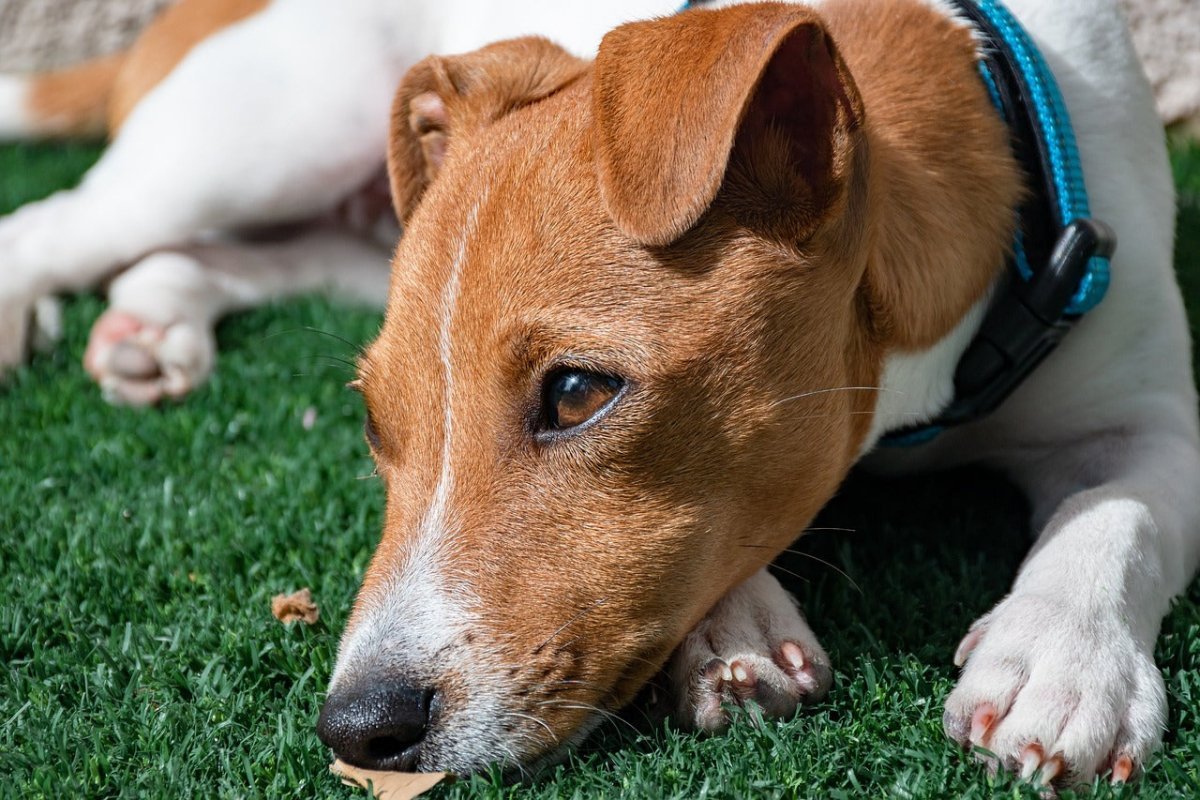 dog not eating