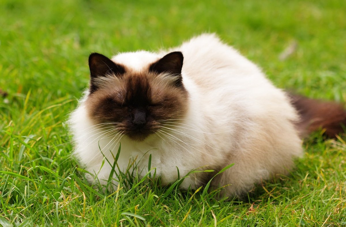 Himilayan cat sleeping