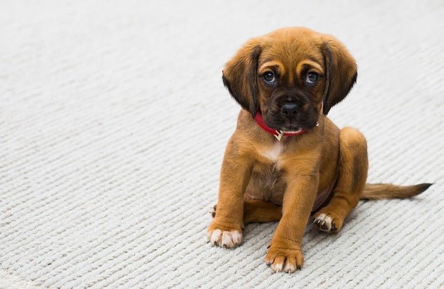 How long can you leave a puppy alone?