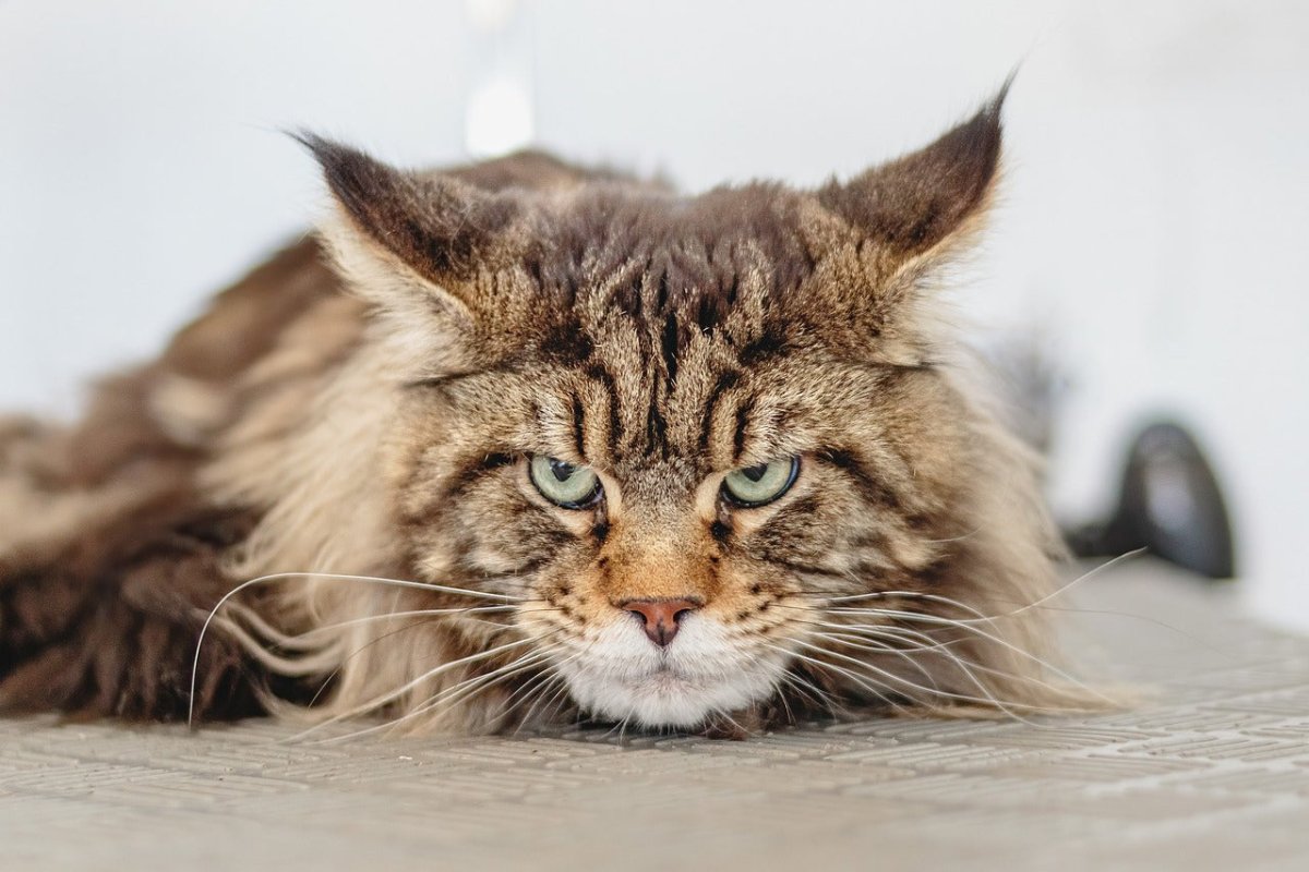 how to discipline a cat