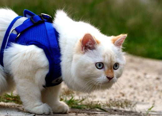 how to train a cat