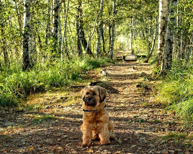 Is Eucalyptus Safe for Dogs?