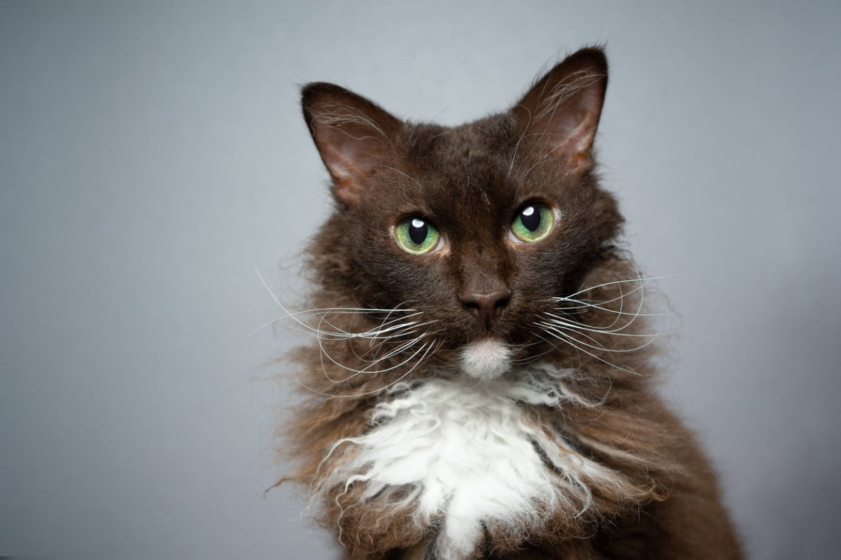 Black and white LaPerm cat looking into the camera