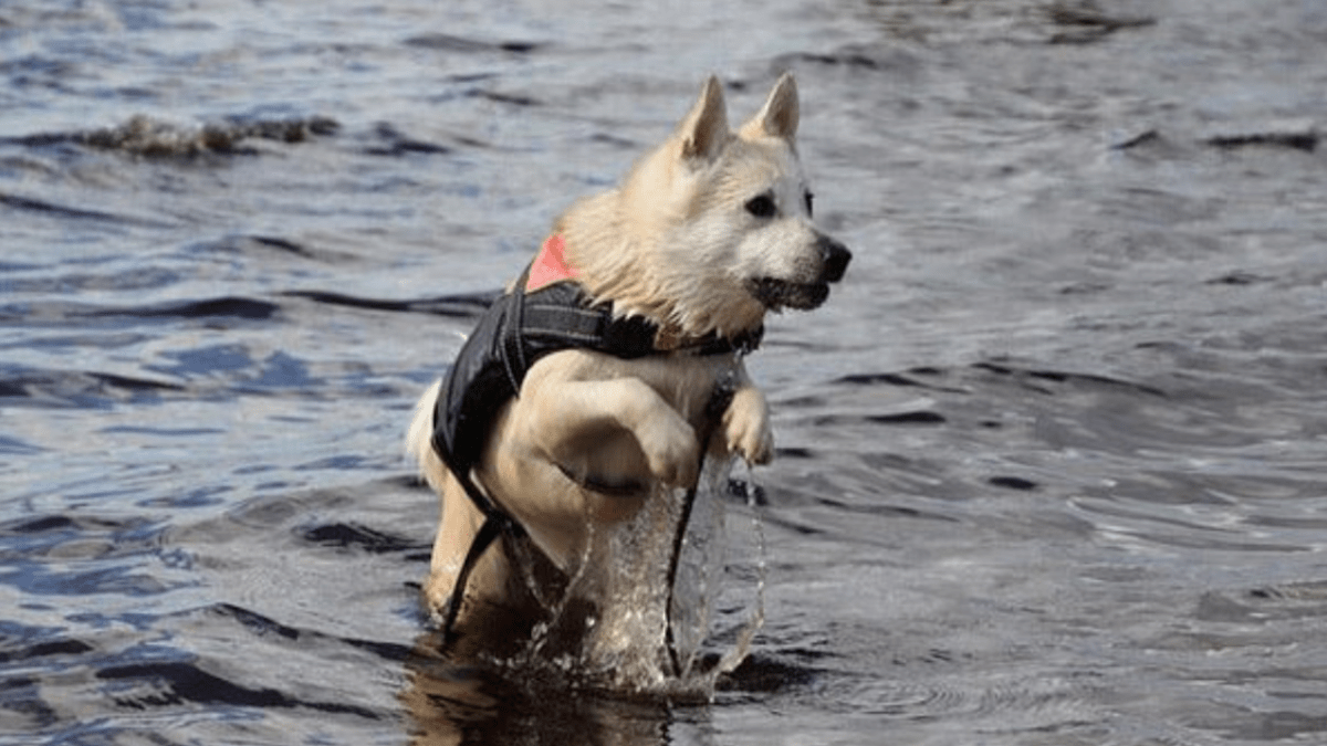 Norwegian Buhund