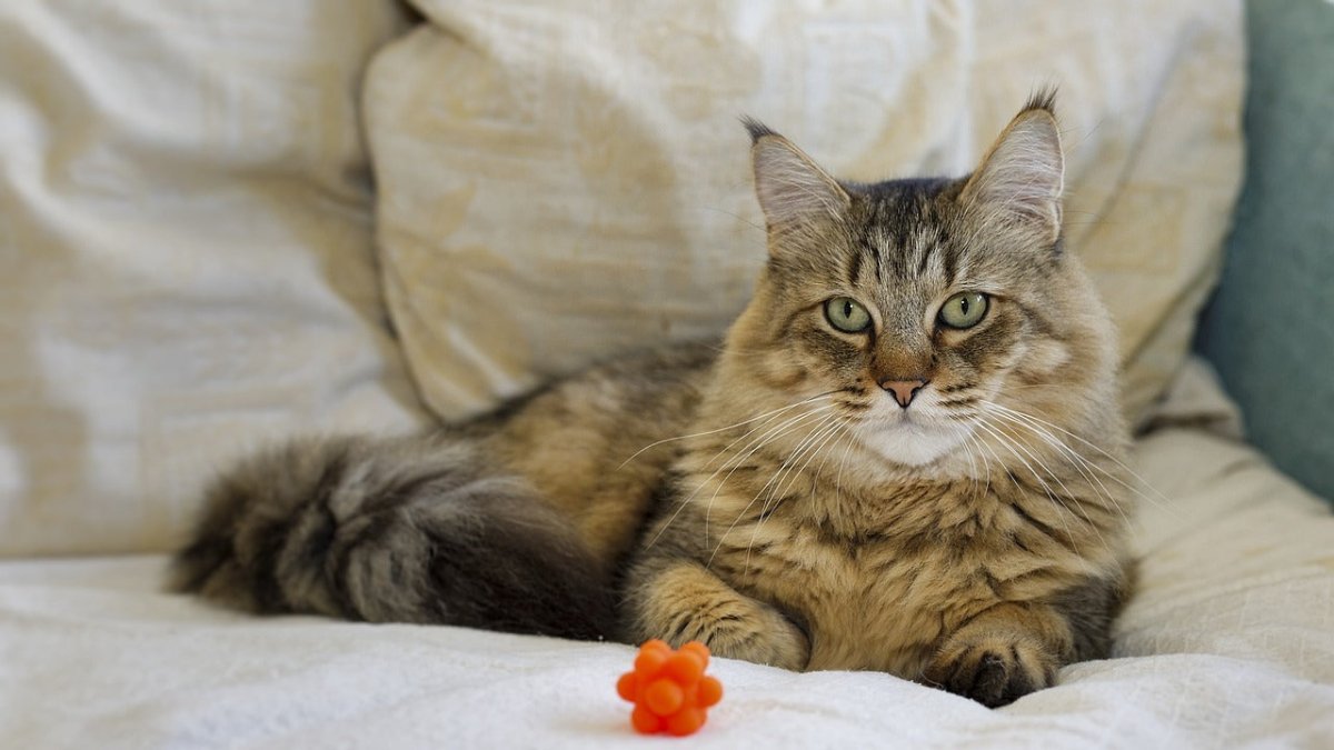 Pixiebob cat in bed