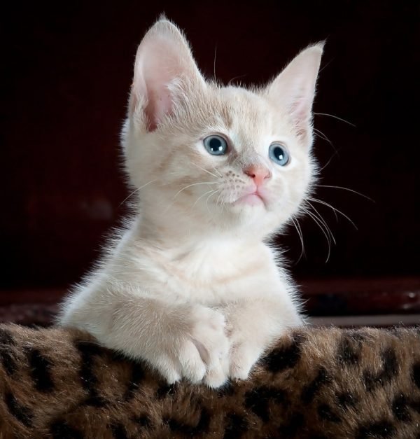 Probiotics for Cats: What are they and what are the benefits?..