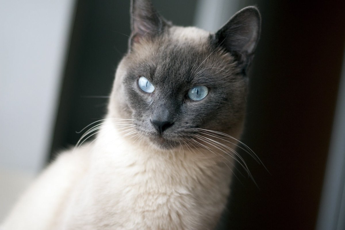 Thai Cat