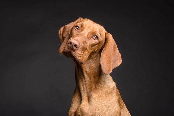 The Low Down on Gluten Free Dog Food