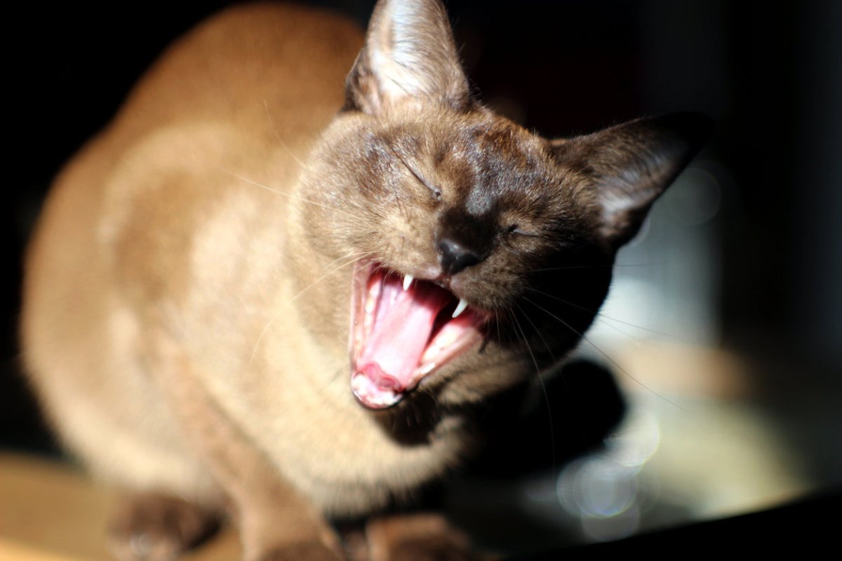 tontines cat