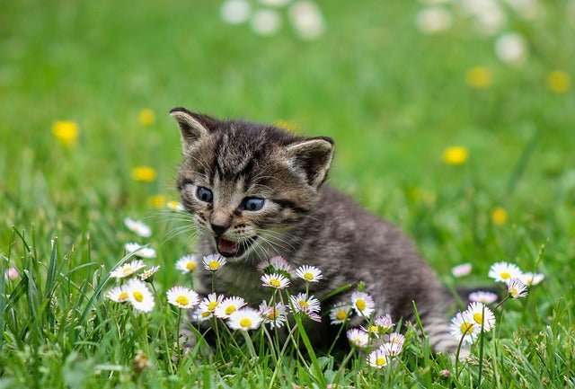 When do Kittens start pooping?