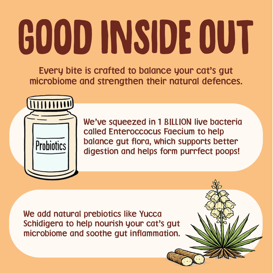 Advertisement for probiotics for cats with text and illustrations on an orange background.