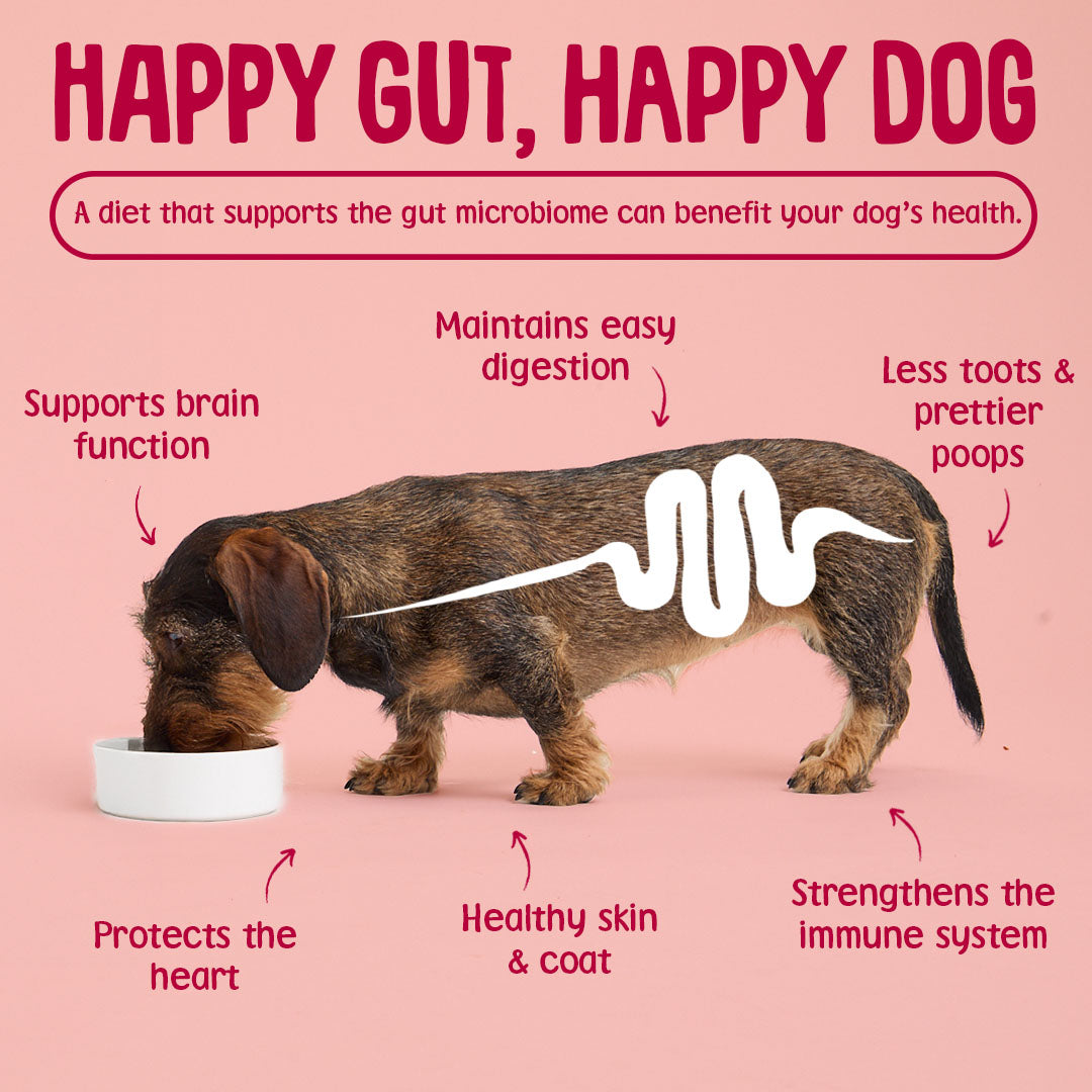 why gut health is important for dogs