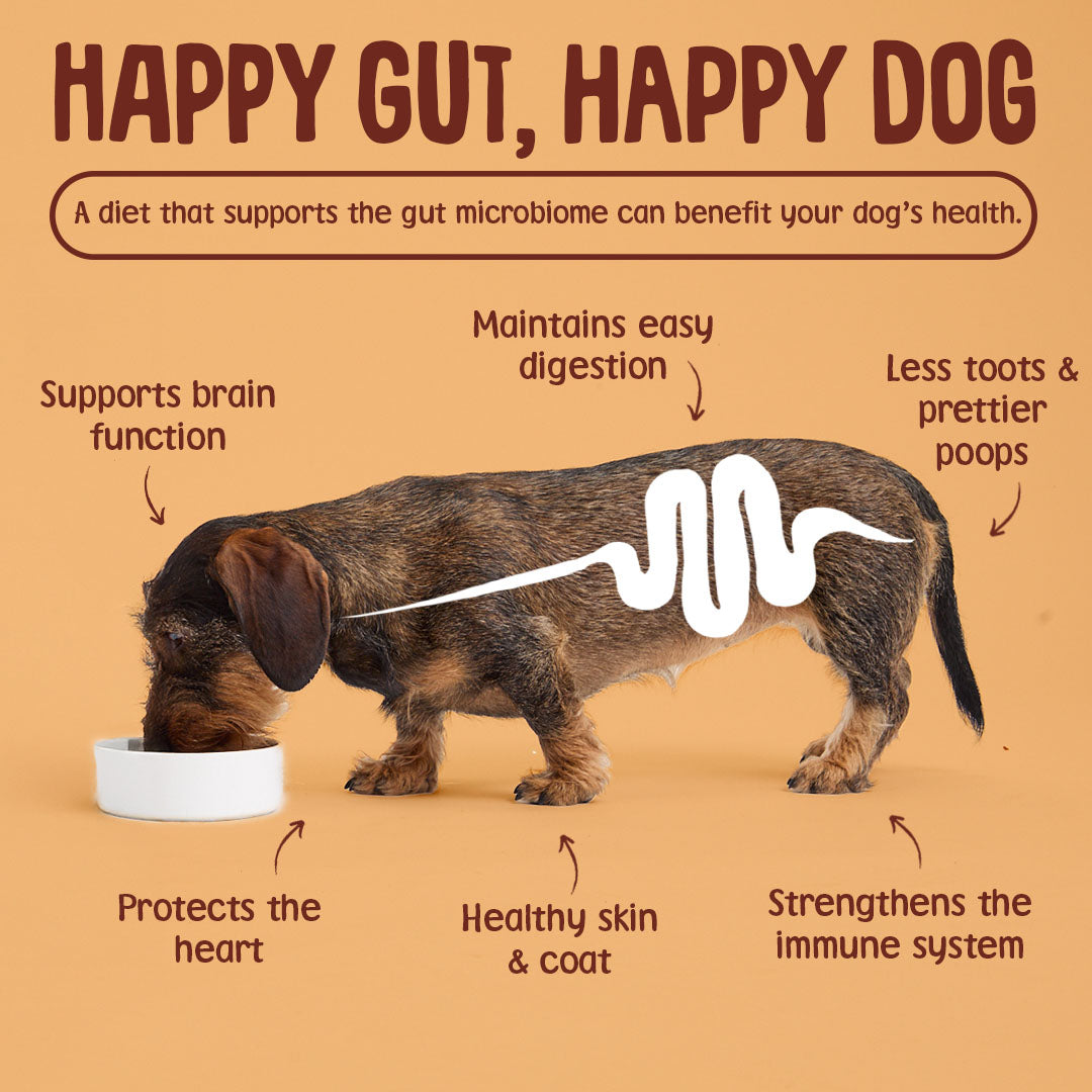 Dog drinking from a bowl with text about the benefits of a happy gut on a dog's health.