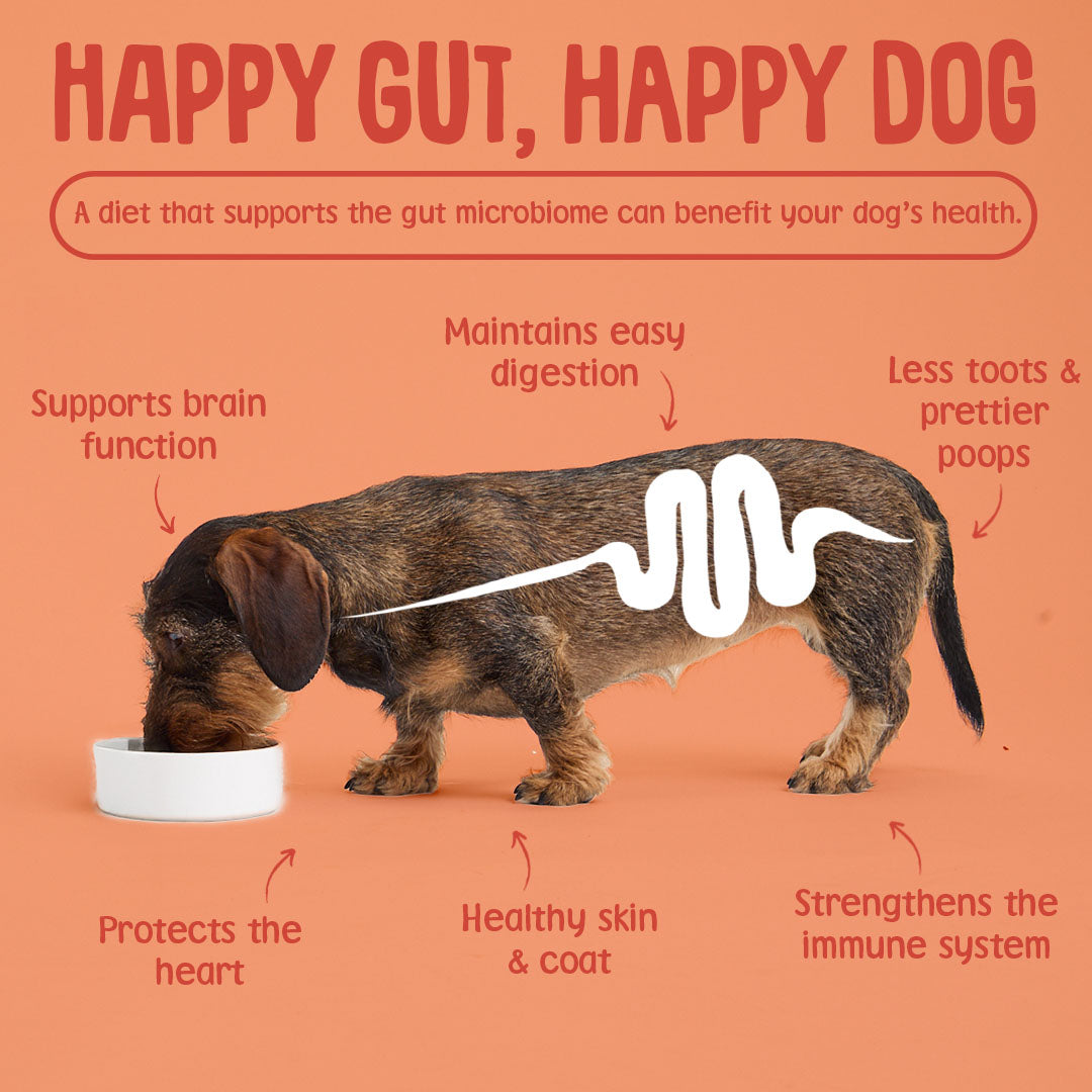 Why gut health is important for dogs