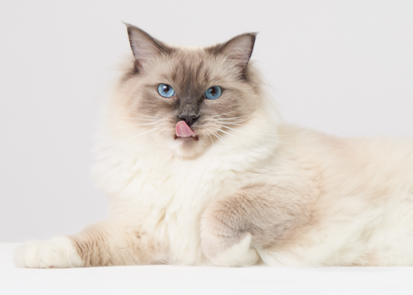happy cat